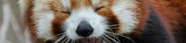 pyonponz's header image