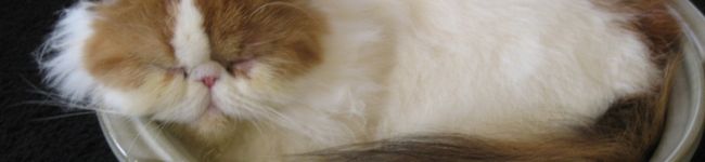 にゃまぷー's header image
