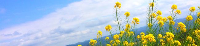 こたた＊'s header image