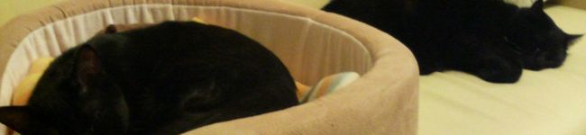YUJIMOM's header image