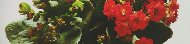 sym0130's header image