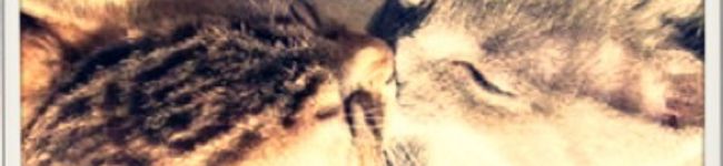 ❤︎さーちゃん❤︎'s header image