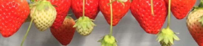 Morise＊'s header image