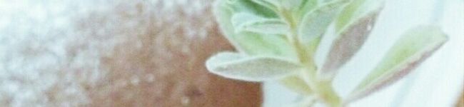 ＊ひかりのキッチン＊'s header image