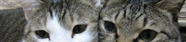 ＣＯＯＫＣＡＴ's header image