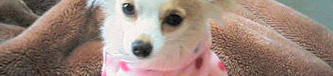 aki4u's header image