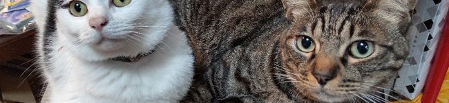 ＊しの＊'s header image