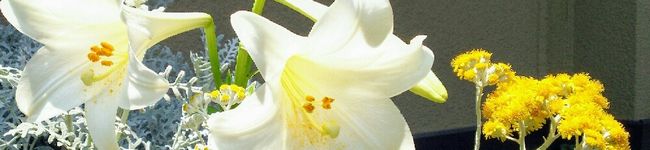 manmaT's header image