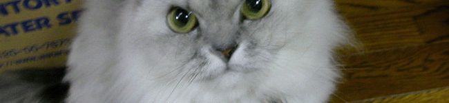ノット's header image