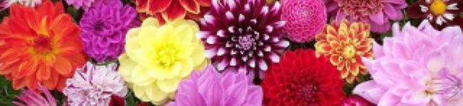 あっき～mama's header image
