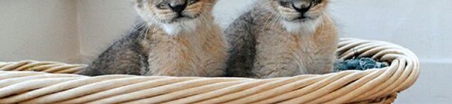 さらママ0319's header image