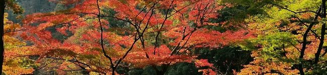 のすけうし's header image