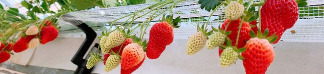 あべみー。's header image