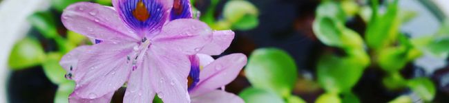 shala's header image