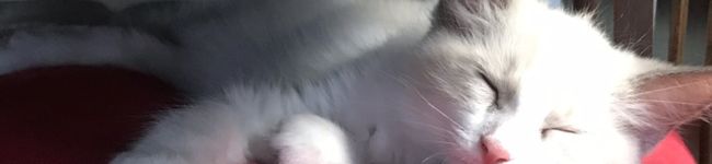 ふくちゃんクッキング's header image