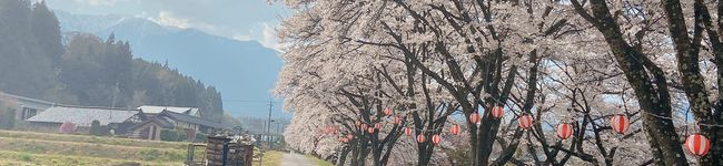 さくらんべさん's header image
