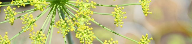shanticook's header image