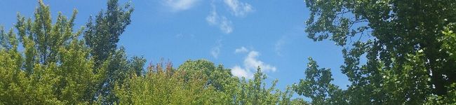 MINACCHIii's header image