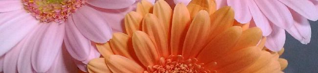 37chan♪'s header image