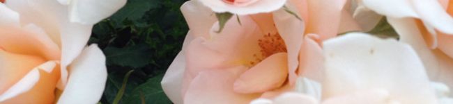 クックンヌ♪'s header image