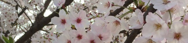 noa0430's header image