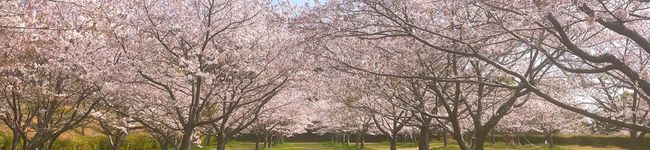 kimmybrown's header image