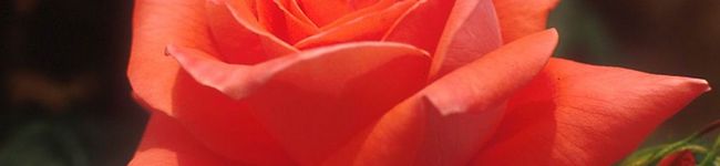 YOKO505050's header image