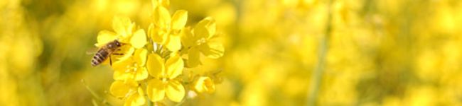 pinna's header image
