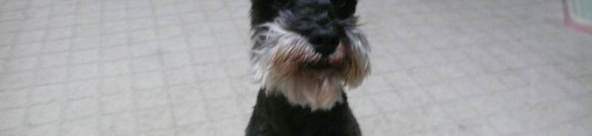 biby's header image