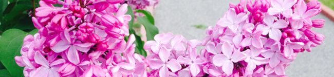 ちむきAA's header image