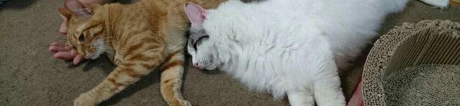 honey828's header image