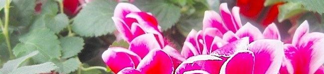 Caffea＊'s header image