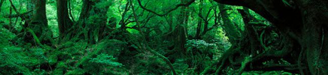 ricca003's header image
