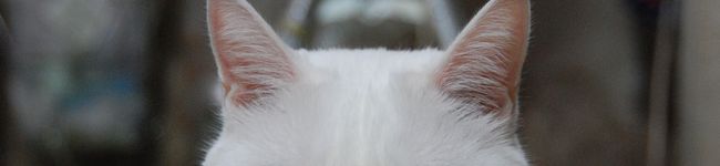 kanaboom's header image