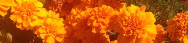 クックDXH24D☆'s header image
