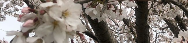 KAMOTE's header image