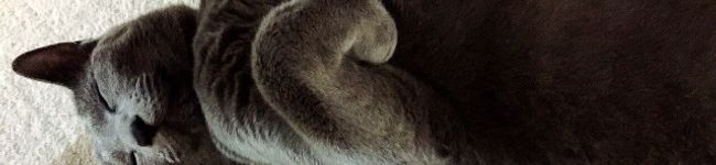 Kinakopeko's header image