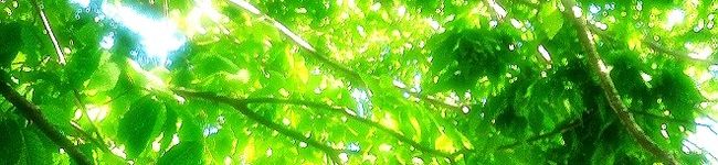 yocco１２１８'s header image
