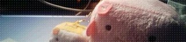 bleesefiz's header image