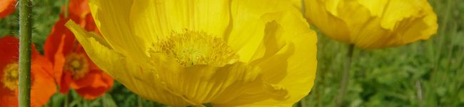*Jill*'s header image