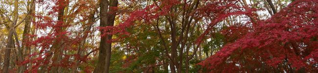 Ayaka○'s header image