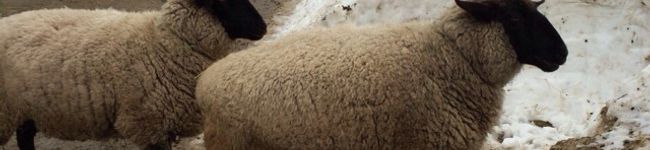 ぴーcook's header image