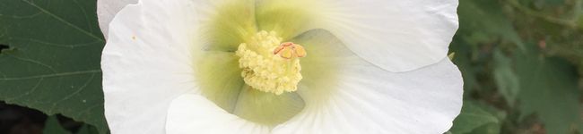 りんGarden's header image