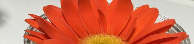 kumaco0517's header image