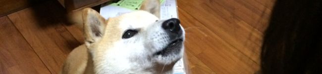 ちゃぴはは's header image