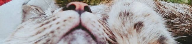 ふぁんたにゃん's header image