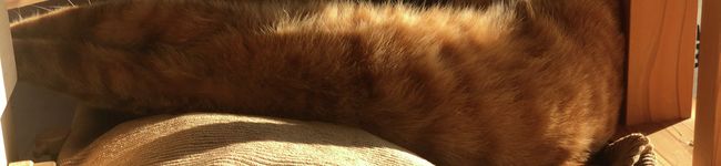 kine猫's header image