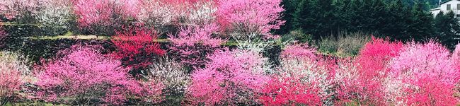 saaatosei's header image