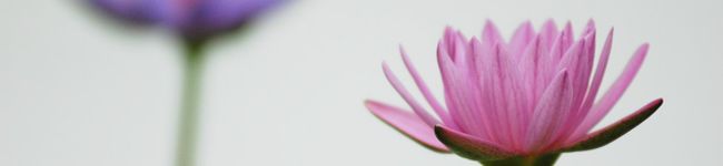 chimakibibi's header image