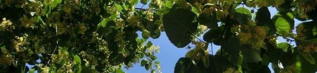 riehoohoo's header image